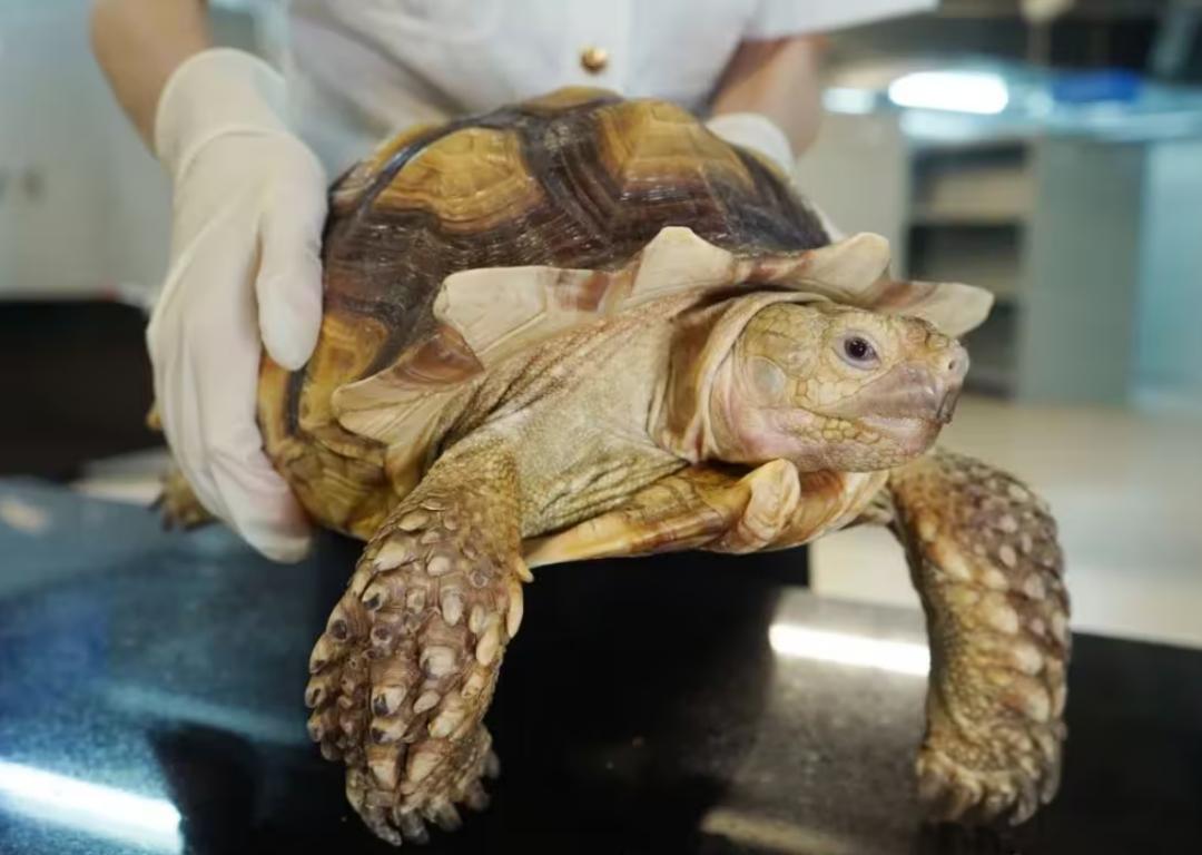 生活百科全书书籍:2024年精选指南,帮你轻松解决日常难题 生活百科全书书籍:2024年精选指南,帮你轻松解决日常难题