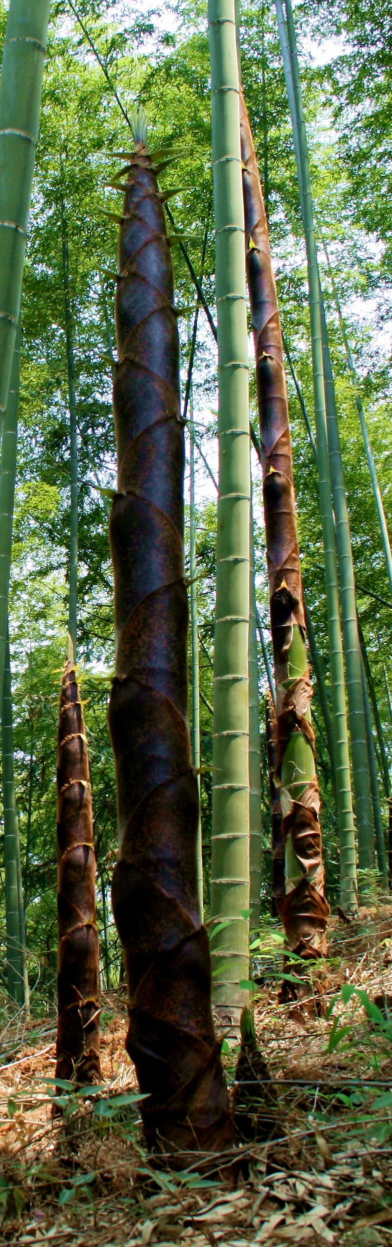 生活科普素材:让科学知识轻松融入日常,解决生活中的实际问题 生活科普素材:让科学知识轻松融入日常,解决生活中的实际问题